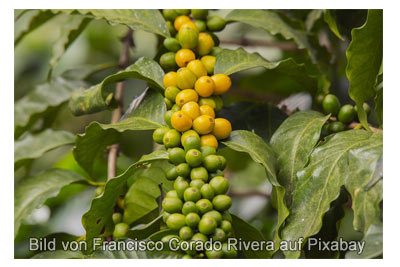 frische-kaffeebohnen-fair-trade-kaffee